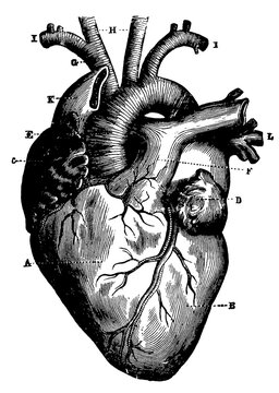 Human heart and vessels which emerge directly from it, seen from the front. Illustration of the 19th century. Germany. White background.