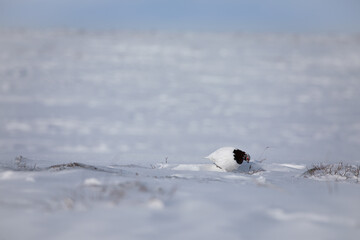 Adult male rock ptarmigan surrounded by snow in the arctic tundra