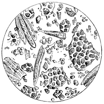 Ground Coffee. View Under A Microscope. Illustration Of The 19th Century. Germany. White Background.