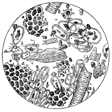 Ground Coffee Mixed With Chicory. View Under A Microscope. Illustration Of The 19th Century. Germany. White Background.