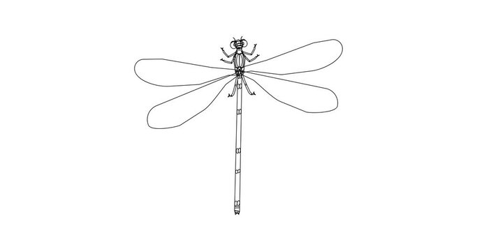 Animated blue dragonfly-appears on a white background