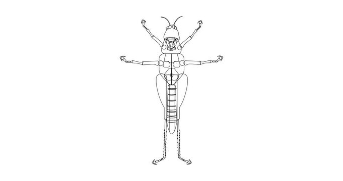 Green grasshopper animation-drawn on a white screen and decorated.