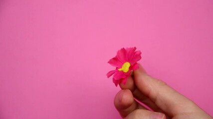 Flower in hand on a pink background. Delicate flower in a female hand close-up. The concept of tenderness and kindness. Charity and mercy. International Women's Day. Mothers Day. greeting card