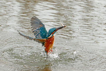 Kingfisher flying out of the water with a small fish in its bill. A successful hunt.
