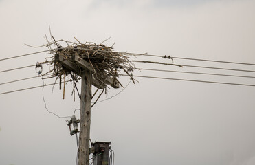 birds nest on a pole