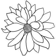 Beautiful sketch flower on white background