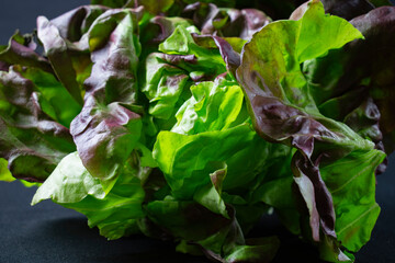 fresh green lettuce on black background