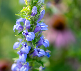 forget me not flowers