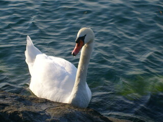 cygne sur un lac