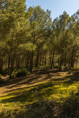 Beautiful trees in the Zinat forest