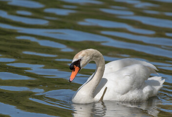 swan on the lake