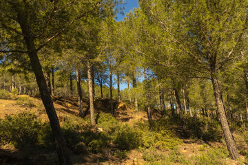 Beautiful trees in the Zinat forest