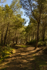 Beautiful trees in the Zinat forest