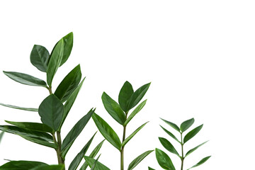 Zamiokulkas twigs isolated on a white background. The concept of minimalism. Copy space