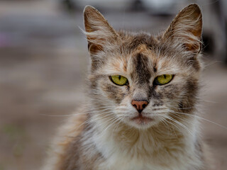 Naklejka na ściany i meble Close-up portrait of alone sad wild homeless cat with beautiful eyes, wary look at camera, lost pets concept
