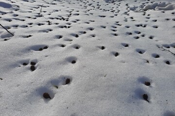 Tauwetter im Buchenwald