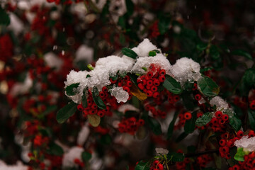 Red pyracantha berries covered by snow in winter