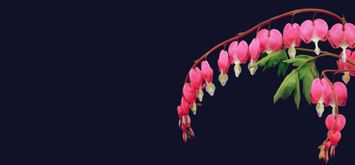Mothers Day card. Bleeding heart flowers isolated on dark blue background with copy space