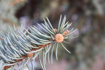 Naklejka na ściany i meble close up of pine cone