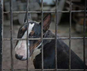 Dog breed bull terrier behind bars. In black and white spots. Dangerous. Security. Security guard.