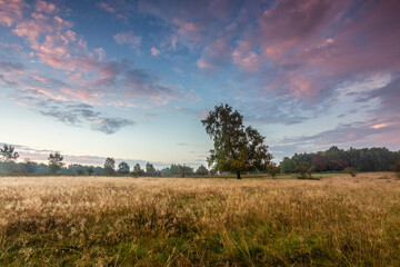Obraz premium Morgenstimmung im Höltigbaum
