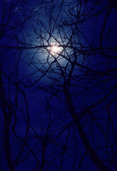 The bright moon shining through an aperture in silhouetted branches against a dark indigo sky...