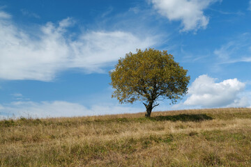 Fototapeta na wymiar Lonely autumn yellow tree at grassland and white clouds
