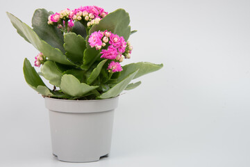 Flowering Kalanchoe plant in a pot on a uniform gray background. There is room for text. Background, texture or postcard