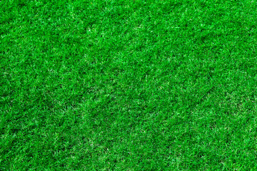 Freshly cut green grass lawn. Homogeneous background from mown plants. Green grass texture.