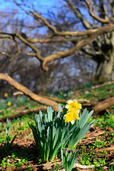 Bouquet de jonquilles, narcisses en montagne