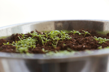 Sprout