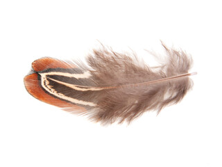Decorative colorful pheasant bird feather isolated on the white background