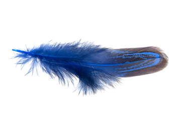 Decorative colorful pheasant bird feather isolated on the white background