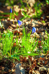 First spring flowers - Scilla Bifolia