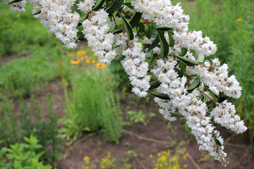 White Deutzia flowers on the brunch. Flowering Fuzzy Deutzia bush in spring or summer garden. Japanese snow flower in bloom
