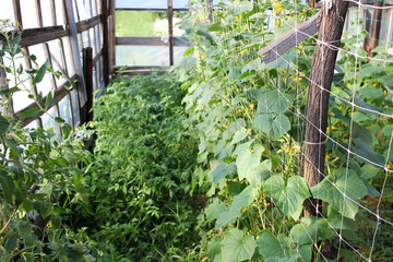 Cucumber growing in DIY backyard greenhouse. 
