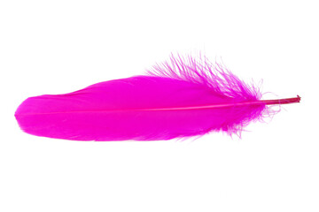 Pink decorative bird feather isolated on the white background