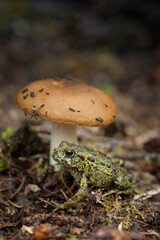 Green Northern Toad taking Shelter under Brittlegill Mushroom.