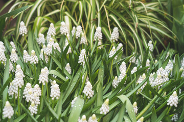 white mouse hyacinth flowers , close- up, selective focus, tinted image