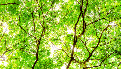Soft blur green tree leaves nature background, Natural background concept