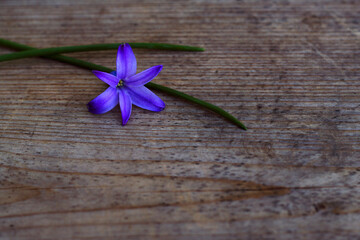blue  hyacinth flower with several leaves on the old wooden background - close up, spring background and still life with violet flower