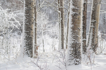 Fototapeta premium Blizzard in the Aspen Stems