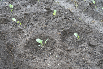 young cabbage seedlings on the ground in the garden, planting seedlings in the ground, the concept of ecological food growing