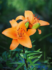 rote Feuerlilie, Blüten und Blätter vor unscharfem Hintergrund, lilium bulbiferum © Holger T.K.