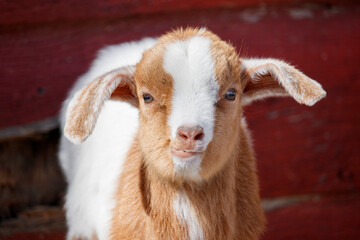 Baby goat in front of red barn