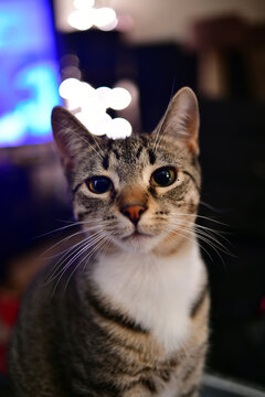 Big eyed kitten