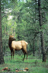 Naklejka na ściany i meble Elk (Cervus elaphus)