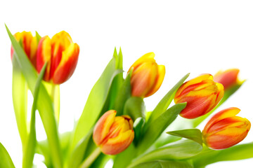 Bunch of beautiful yellow tulips on white background. Spring concept. Bouquet for women or mothers day.