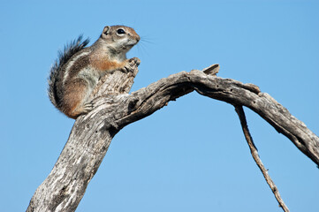Harris' Antelope Squirrel (Ammospermophilus harrisii)