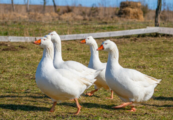 white geese on the farm